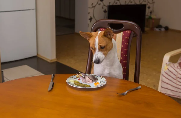 Basenji Mostra Insoddisfazione Guardando Questo Strano Corpo Che Padrone Cameriere — Foto Stock