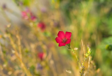 Dekoratif keten çiçek ve güzel renkleri yaz Çiçeklik