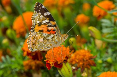 Painted Lady (Vanessa cardui) kelebek üzerinde bir Fransız marigold çiçek sonbahar sezonu