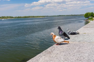 Nehir kenarında bir set üzerinde oturan tatil sahip güvercin aile