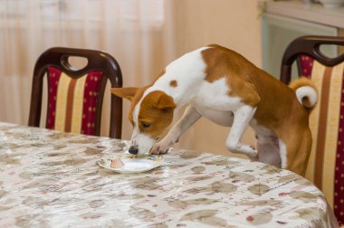 Her zaman aç alçaklık köpek denetimleri miktarına artık yemek yemek tabl