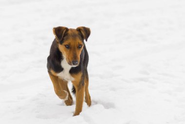 Sokak köpeği kış sezonu için biraz yiyecek arama