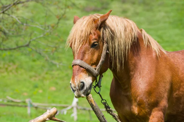 Retrato Livre Cavalo Rascunho Barraca Verão — Fotografia de Stock