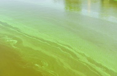 Büyük Ukraynalı nehir Dnepr tarafından Cyanobacterias sonucu olarak sıcak yazlar kaplı