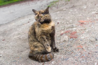 Üç renkli kedi ile çizgili kuyruk yere oturmuş