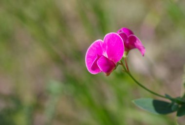 Yalnız vahşi tatlı bezelyem çiçek yeşil doğal arka plan