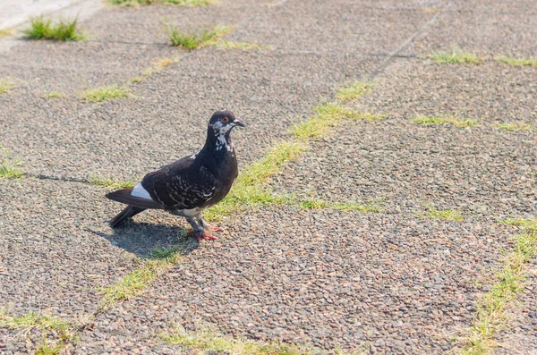 Graceful Pigeon Pavement Waiting Free Food — Stock Photo, Image