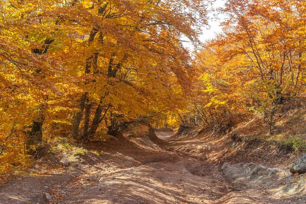 Droga Góry Las Jesienią Sezonu Półwysep Krymski — Zdjęcie stockowe