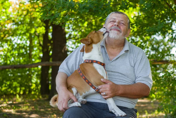 年轻的 Basenji 舔执行它的每日字符的大师 — 图库照片