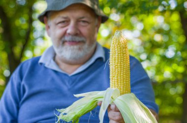 Ukraynalı çiftçi onun mısır hasat kalitesini gösteren pozitif portresi