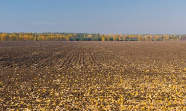 Sonbahar sezonu Ukrayna tarım alanları
