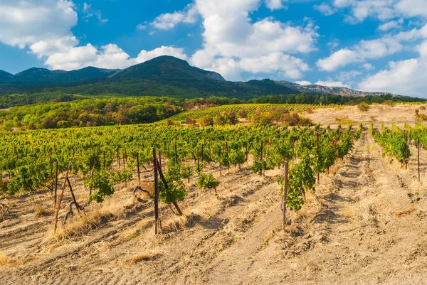 Las Montañas Viñedo Cielo Nublado Paisaje Típico Temporada Otoñal Crimea — Foto de Stock