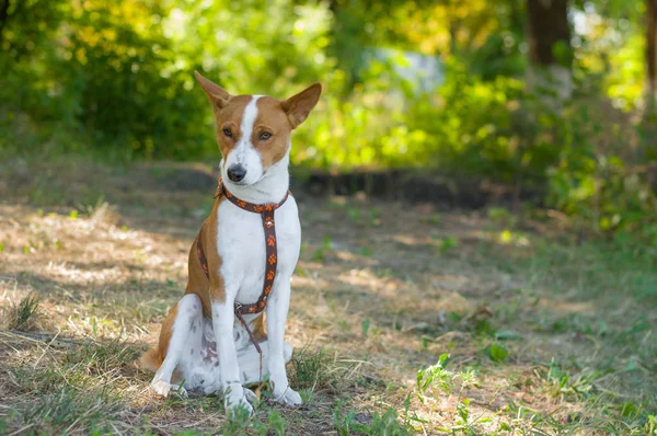 Gorgeous Basenji Having Rest Summer Morning — Stock Photo, Image