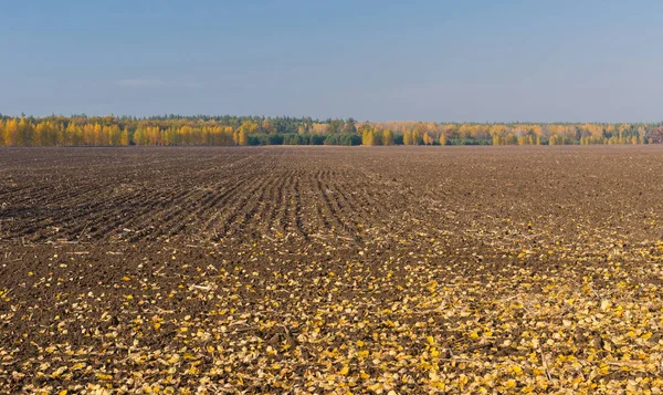 Sonbahar sezonu Ukrayna tarım alanları