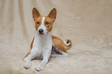 Kanepede yatan şirin alçaklık köpek