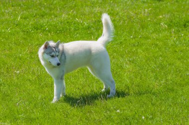 Genç siberian dış yapraklar yeşil çim - yan görünüm üzerinde