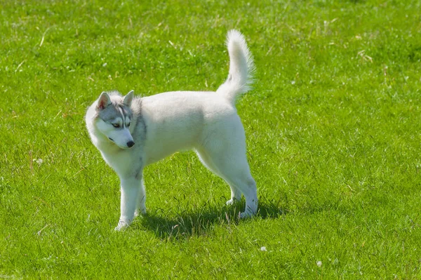 Jeune Husky Sibérien Sur Une Herbe Verte Vue Latérale — Photo