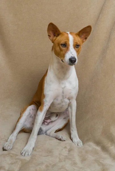 Volledige Lichaam Portret Van Schattige Basenji Hond — Stockfoto