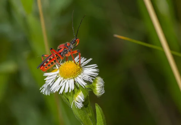 Espécimen Insecto Asesino Reduviidae Sentado Una Flor Manzanilla Silvestre — Foto de Stock