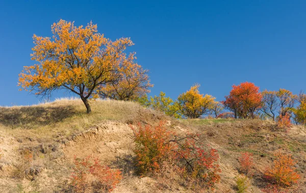 Dzikie Drzewa Morelowe Wzgórzu Sezonie Jesiennym Wschodniej Ukrainie — Zdjęcie stockowe