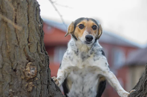 Portret Van Nieuwsgierige Hond Uitzien Wide Eyed Verbazing Staande Boomtak — Stockfoto