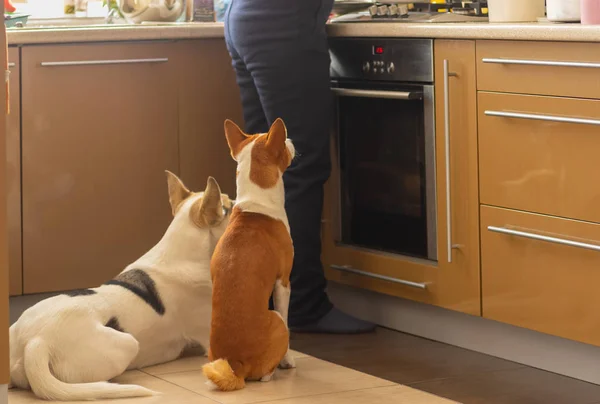 Basenji Hund Med Dess Blandad Husdjursras Vit Vän Sitter Nära — Stockfoto