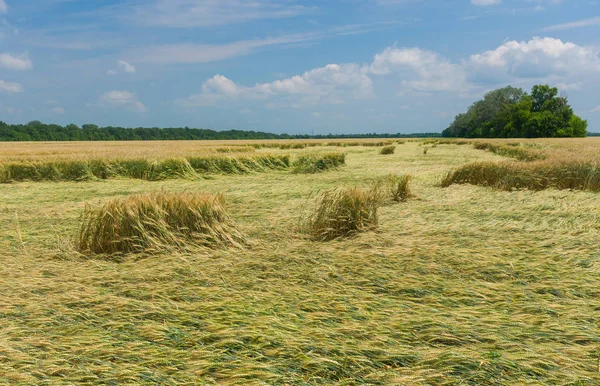 Summer Landscape Wheat Field Strong Wind Attack Central Ukraine — Stock Photo, Image