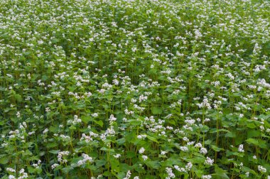 Ukrayna çiçek açması buğday yakın çekim alanıyla