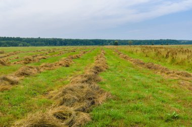 Ukraynalı yaz manzara su çayır üzerinde biçilmis saman satırlarla