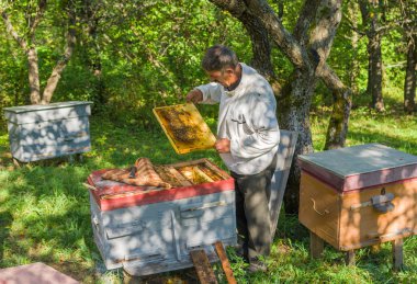 Ukraynalı arıcı onun arı incelenmesi aileler yapıyor