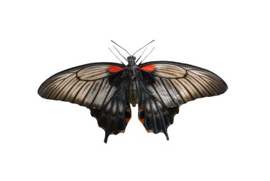 Beyaz bir arka plan üzerinde izole büyük mormon (Papilio memnon) kelebek erkek