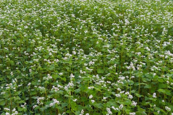 Ukrayna çiçek açması buğday yakın çekim alanıyla