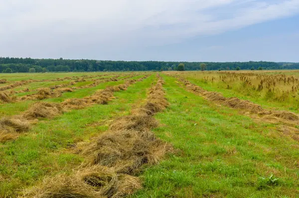 Ukrainian Summer Landscape Rows Mown Hay Water Meadow — Stock Photo, Image