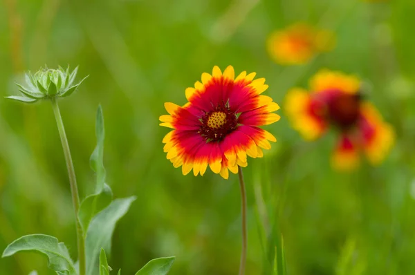 Indian Blanket Flower Summer Garden — Stock Photo, Image