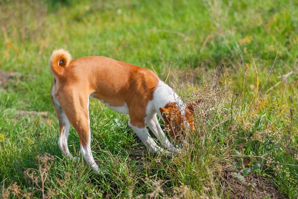 Basenji Jacht Voor Knaagdieren Hol — Stockfoto