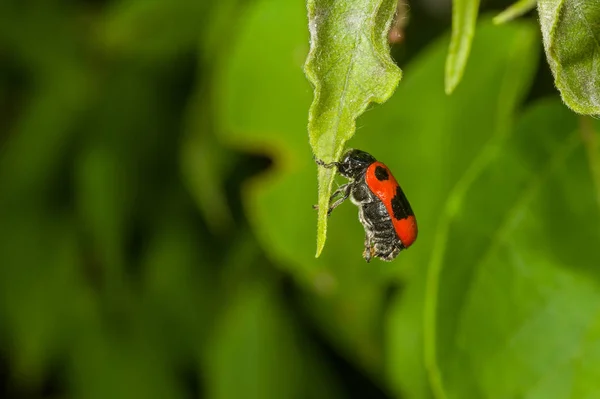 Gonioctena Decemnotata Escarabajo Descansando Colgando Una Hoja Verde — Foto de Stock