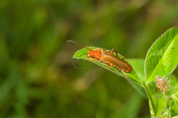 Escarabajo Soldado Rojo Común Rhagonycha Fulva Sentado Sobre Hoja Verde — Foto de Stock