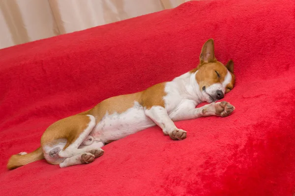 Schattig Basenji Hond Slapen Een Rode Sofa — Stockfoto