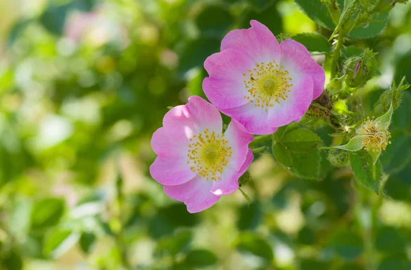 Branch Dog Rose Time Blossoming Summer Time — 图库照片