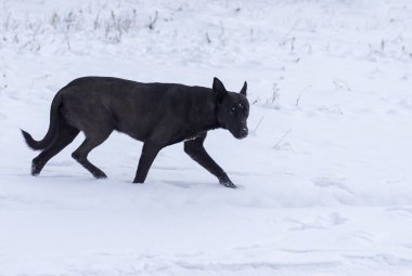 Taze kar üzerinde çalışan dikkatli siyah sokak karışık doğurmak köpek
