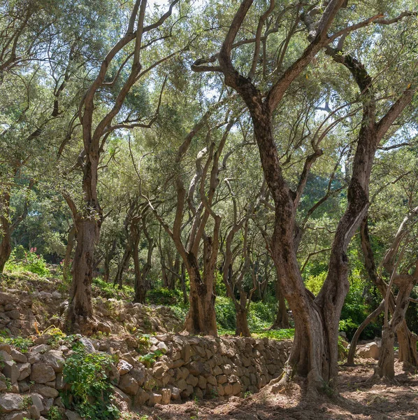 Olive-tree path in Nikitsky Botanical Garden (one oldest botanical gardens in Europe), Crimean peninsula