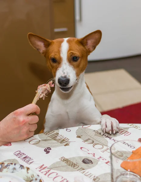 Retrato Perro Basenji Indeciso Mesa Cena — Foto de Stock