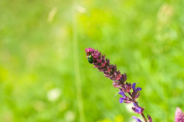 Yaz sezonu alan bir vahşi ada çayı (adaçayı)