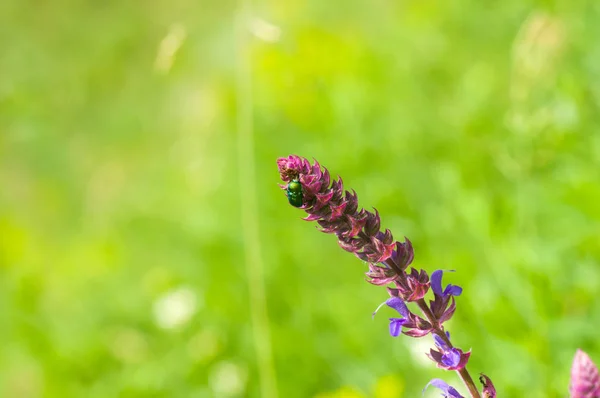 Salvia Salvia Campo Salvaje Temporada Verano — Foto de Stock