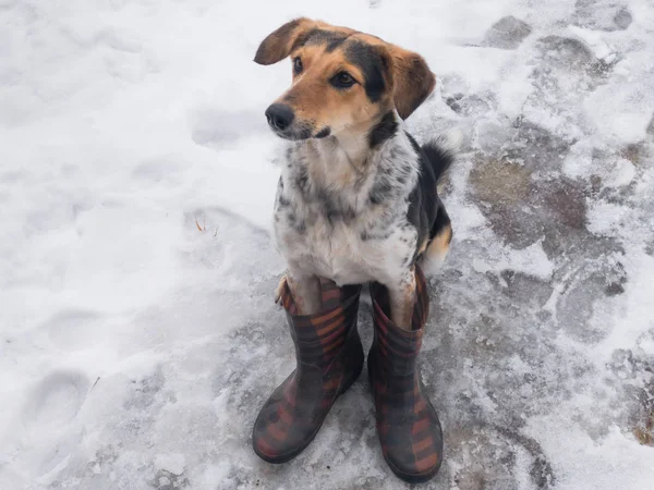 İnsan Wellington giyen bir ıslak kar üzerinde oturan karışık doğurmak av köpeği
