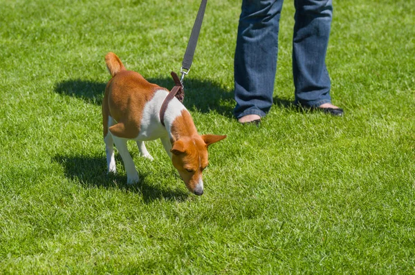巴森吉拉伤了狗试图在草地上找到东西的线索 — 图库照片