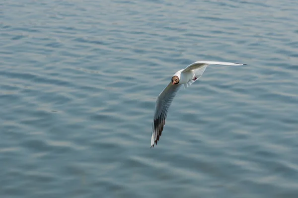 Μαυροκέφαλος Γλάρος Κάνοντας Πτήση Πάνω Από Τον Ποταμό Δνείπερος Στην — Φωτογραφία Αρχείου