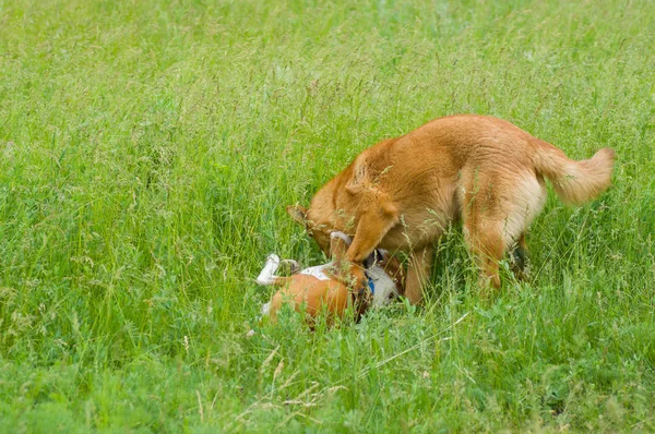 Двоє Собак Воюють Весняній Траві — стокове фото