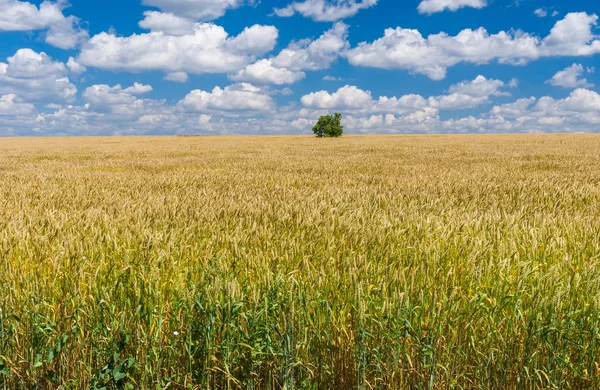 Sommerlandschaft Mit Weizenfeld Und Einsamem Baum Der Zentralukraine — Stockfoto