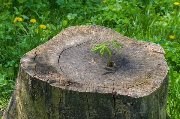 Das Leben Geht Weiter Kastanienbaum Sprießt Durch Einen Alten Stumpf — Stockfoto